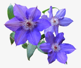 Picture - Clematis Flowers No Background, HD Png Download, Free Download