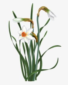 Disk Botanical Flowers, Flower Patterns, Daffodils, - Watercolor Painting, HD Png Download, Free Download