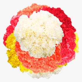 Color Bulk Carnations - Carnation, HD Png Download, Free Download