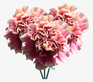 Carnation Flowers Cream Pink Carnations Bouquets - Carnation, HD Png Download, Free Download