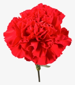 Red Carnation Single Flower, HD Png Download, Free Download