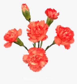 Colibri Flowers Minicarnation Romany, Grower Of Carnations, - Carnation, HD Png Download, Free Download