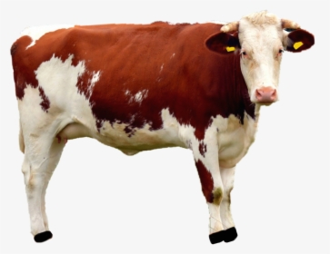 Isolated Cow Animal Free Photo - Cow Beef, HD Png Download, Free Download