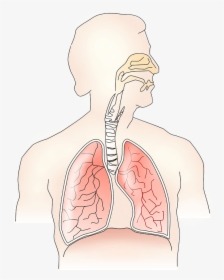 Respiratory System Without Parts, HD Png Download, Free Download
