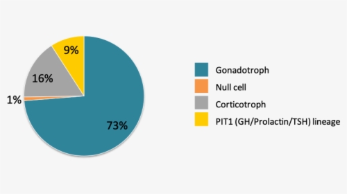 Epidemiology Of Pituitary Tumor, HD Png Download, Free Download