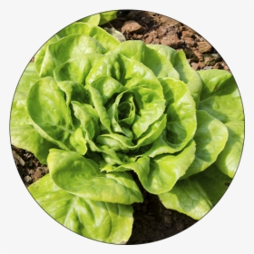 Chard, HD Png Download, Free Download