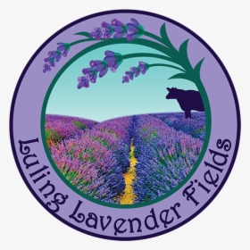 Luling Tx Lavendar Fields, HD Png Download, Free Download