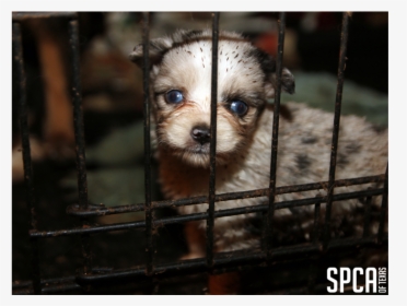 20180315 Local Cbs Puppy Mill 4 "   Class="img Responsive - Puppies In Puppy Mills, HD Png Download, Free Download