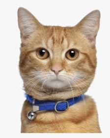 Orange Manx Cats, HD Png Download, Free Download