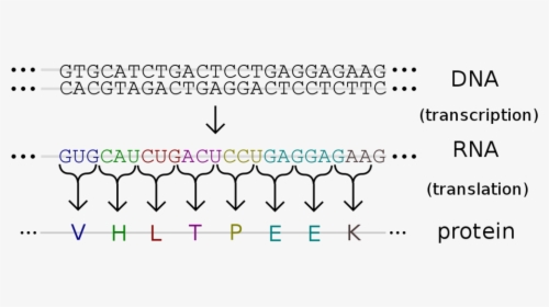 Dna Becomes Rna Through A Process Called Transcription - Gene Sequence Vs Protein Sequence, HD Png Download, Free Download
