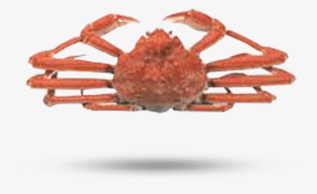 Snow Crab - Horsehair Crab, HD Png Download, Free Download