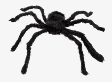 Black Hairy Spider Names, HD Png Download, Free Download