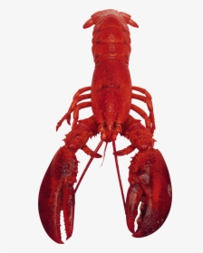 Lobster Clipart Transparent Background - Transparent Lobster Clear Background, HD Png Download, Free Download