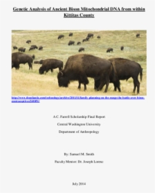 Bison, HD Png Download, Free Download