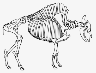File - Bison Skeleton - Svg - Skeleton Of A Bison, HD Png Download, Free Download