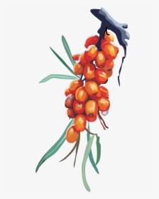 Sea Buckthorn Png - Hippophae Clipart, Transparent Png, Free Download