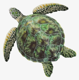 Porc-gt3 Green Sea Turtle Copy, HD Png Download, Free Download