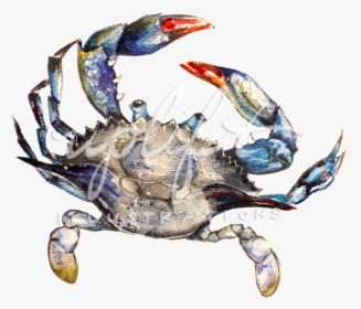 Crab - Chesapeake Blue Crab, HD Png Download, Free Download