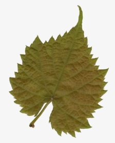 Plant Textures Leaf 03 Png Liberated Pixel Cup - Transparent Leaf Texture, Png Download, Free Download
