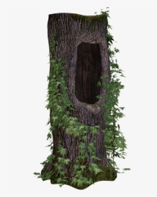 Tree Trunk Tree Ivy Free Picture - Tree Trunk Png, Transparent Png, Free Download