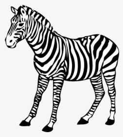 Zebra Clip Art At Clker - Zebra Clipart Black And White, HD Png Download, Free Download