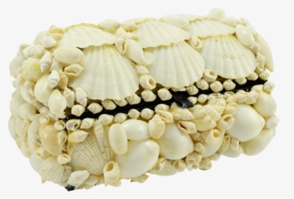 Seashell Treasure Box 6x4x3"-white - Bead, HD Png Download, Free Download