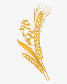 Png Images Free Download - Transparent Wheat Clipart Png, Png Download, Free Download
