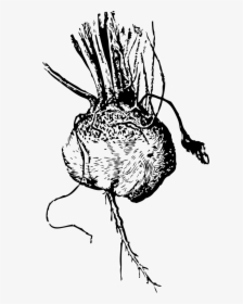 Black And White Beet, HD Png Download, Free Download