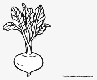 Beetroot Clipart Black And White, HD Png Download, Free Download