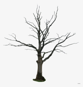 Trunks Drawing Tree Bark - Dead Tree Png, Transparent Png, Free Download
