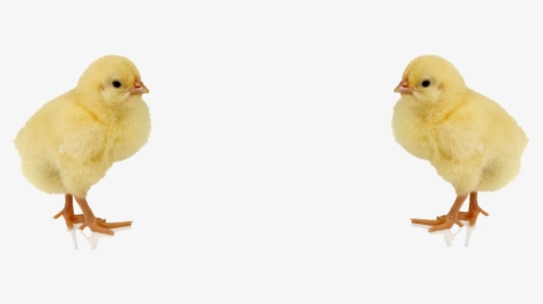 Baby Chicken Png Image - Baby Chick Transparent, Png Download, Free Download