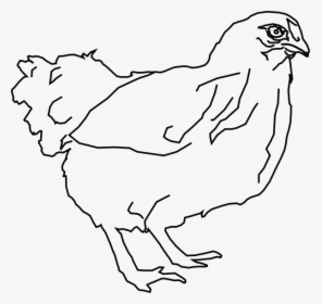 Chicken Png Clip Arts - Hen Pic In Clipart Black And White, Transparent Png, Free Download