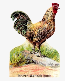 Transparent Chicken - Chicken Illustrations, HD Png Download, Free Download