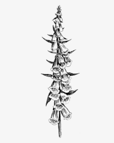 Foxglove Thigh Bouquet Tattoo Image Reference Bouquet - Black And White Foxglove Drawing, HD Png Download, Free Download