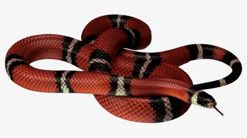 Red White Black Snake Png Image, Transparent Png, Free Download