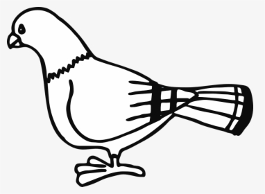 Paloma, Ave, Animales, Ciudad, Rayas, De Pie - Pigeon Clip Art Black And White, HD Png Download, Free Download