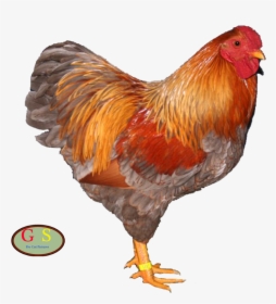 Rooster, HD Png Download, Free Download