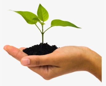 Soil In Hand Png - Plant In Hand Png, Transparent Png, Free Download