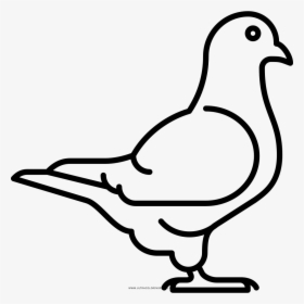 Paloma Para Colorear - White Pigeon Icon Png, Transparent Png, Free Download