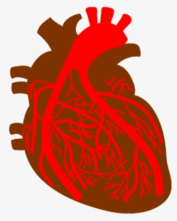Anatomy Of The Heart Clipart - Corazon Arterias Png, Transparent Png, Free Download