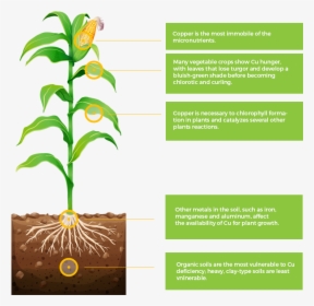 Corn Roots Drawing, HD Png Download, Free Download