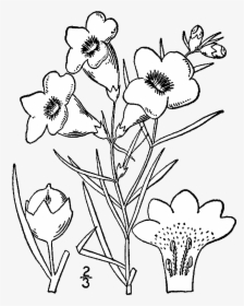 Draw New Mexico State Flower, HD Png Download, Free Download