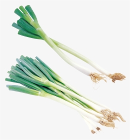 Welsh Onion, HD Png Download, Free Download