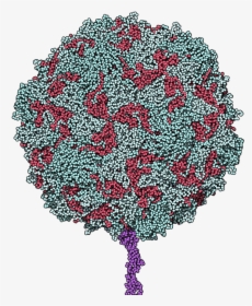 Poliovirus Binding Receptor 1dgi - Poliovirus Png, Transparent Png, Free Download