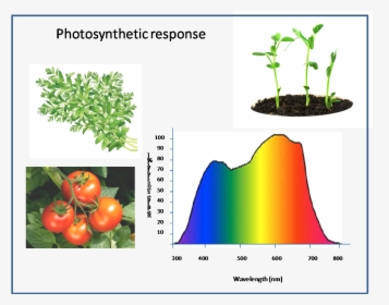 Effect Of Coloured Light On Plant Growth, HD Png Download, Free Download