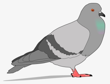 Paloma, Piedra, Gris, Sombra, Ave, Alas, Plumas - Pigeon Clipart, HD Png Download, Free Download