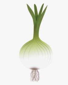 Onion, Drawing Of Onion, Vegetables, Power - Dibujo De Una Cebolla, HD Png Download, Free Download