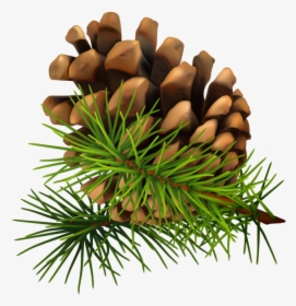 Pine Cone Png - Pine Cone Png Transparent, Png Download, Free Download