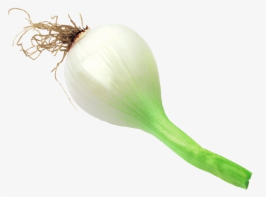 Onion Scanned - Welsh Onion, HD Png Download, Free Download