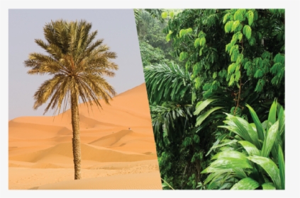 Asset 12 - Dates Tree In Desert, HD Png Download, Free Download